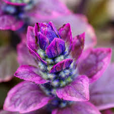 Image result for Ajuga