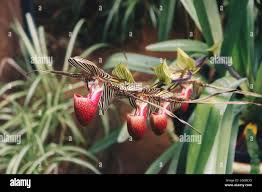 Image result for Bulbophyllum comatum