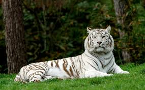 Check spelling or type a new query. What S The Meaning Of A White Tiger White Tiger Year Of The Tiger Tiger
