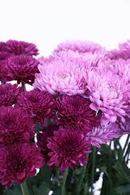 Chrysanthemums Beautiful Flowers Photography Chrysanthemum Flower Beautiful Flowers