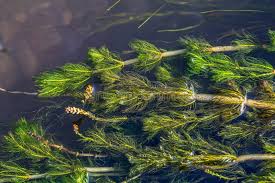 Image result for Ceratophyllum submersum
