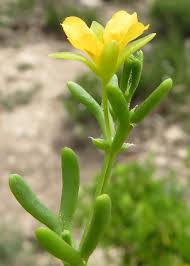 Image result for Zygophyllaceae