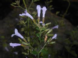 Image result for Pentadesma reyndersii