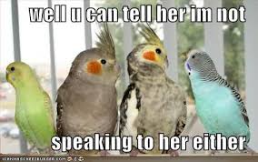 Marriage Funny Parrots Funny Bird Pictures Funny Birds