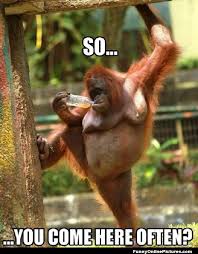 23 Funny Pictures And Memes Funny Gallery Monkeys Funny Funny Pictures Funny Animal Memes