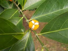 Image result for Dissotis multiflora