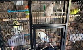 Cockatiel bird cage60 cm in heightstill like newwith all toys and swings includedpull out bottom traysome bird feed also includedyou will have to collect in ruyterwacht areareply to this ad or whatsapp, no calls pls.read more. My Personal Cockatiel Story Cockatiels As Pets Pet Birds Cockatiel Pets