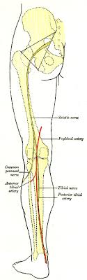 Veins carry blood from the body cells back to the heart. Anterior Tibial Vein Wikidoc