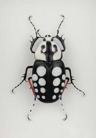 Black And White Striped Beetle 