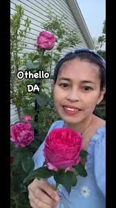 Hi everyone, my beautiful Gertrude Jekyll Rose started out a deep magenta  and is starting to fade. She is in a large pot in a rose and shrub soil mix  (bought). I