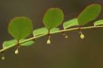 Image result for Phyllanthus hutchinsonianus