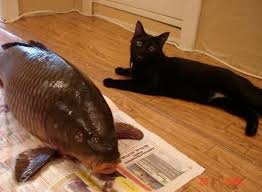 However, it is really up to your cat as to which kind of fish is his favorite. I Thought Cats Like Fish