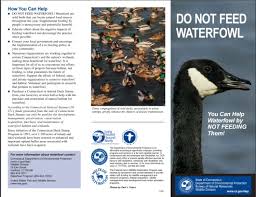 The best way to keep geese away from your property or pond is to use a combination of products. How To Keep Geese Off Of My Property In Connecticut Canada Goose Wildlifehelp Org