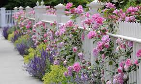 Roses can be expensive plants, but they last for many, many years and are easy to establish if you follow a few simple steps on planting and aftercare. Rose Planting Tips Varieties That Flower From Spring To Autumn Express Co Uk