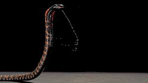 The genes responsible for encoding snake venom compounds are subject to accelerated segment switch in exons to alter targeting (asset), which is a form of accelerated evolution meant to encourage the creation of new venom compounds with novel functions and targets (helping explain how/why snake venoms can be so variable). Spitting Cobras Venom Evolved To Inflict Pain Science Aaas
