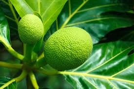 11 unusual fruits you should try on your next trip. Tropical Strange And Exotic Fruits You Ve Never Seen Before Once In A Lifetime Journey
