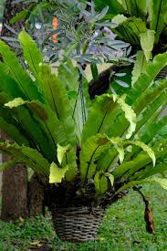 Image result for Aspleniaceae