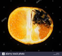 La Mouche Mediterraneenne Des Fruits Ceratitis Capitata Degats Galerie Avec Les Larves Dans Une Section De Fruits De Satsuma Photo Stock Alamy