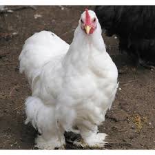 The cochin chicken is different, though, especially the bantam cochin chicken. Cackle Hatchery White Cochin Bantam Chicken Straight Run Male And Female 323 Blain S Farm Fleet