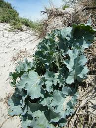 Image result for Crambe kilimandscharica