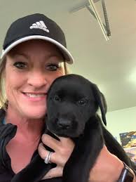 American labs AKC registered eight weeks old.