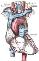 Gray Henry 1918 Anatomy Of The Human Body