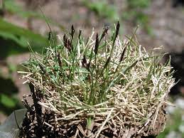 Empire zoysia grass seeds/ lawn grass 1/8 lb. Zoysia Seedheads Walter Reeves The Georgia Gardener