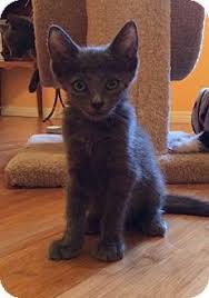 Sort by the flats at santan | 2550 s san tan village pkwy, gilbert, az. Mesa Az Russian Blue Meet Sawyer A Kitten For Adoption Kitten Adoption Russian Blue Pet Adoption
