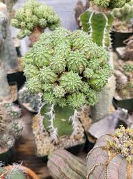 Image result for Euphorbia persistentifolia