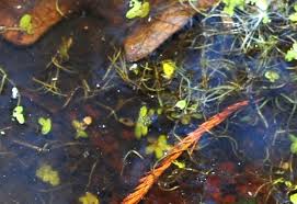 Image result for Wolffiella hyalina