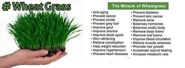Wheatgrass helps to regain hair colour. Wheat Grass Growindianow Business Chhattisgarh Facebook