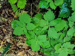 Image result for Buxaceae