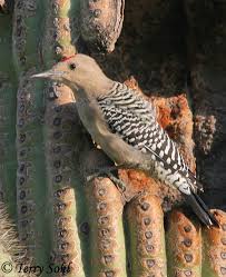 Still feeling confused, after all those answers? Gila Woodpecker Melanerpes Uropygialis