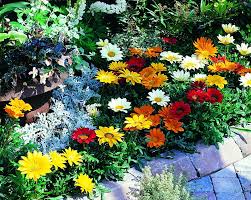 Image result for foto Gazánie