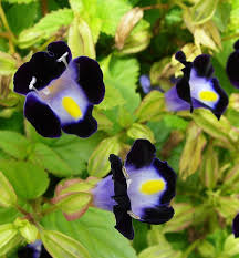 They love growing by the beach in sandy soils and are one of the best trees. Clown Flowers Do Well In Florida S Summer Heat