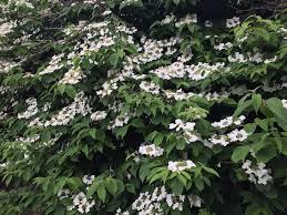 We did not find results for: Plant Id Forum White Flowering Bush Need Help Identifying Please Garden Org