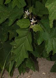 Image result for Solanum anguivi