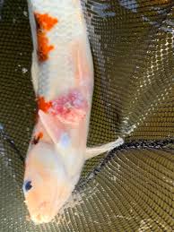 Should you go ahead and dispose of the fish or just leave it there for nature to take its natural course? Help Is My Koi Sick Diagnose Symptoms Koi Fish Diseases With Free Health Checklist