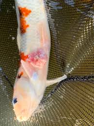 So you may want yo get your water parameters checked to be safe. Help Is My Koi Sick Diagnose Symptoms Koi Fish Diseases With Free Health Checklist
