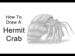 Start today and improve your skills. How To Draw A Hermit Crab Hermit Crab Hermit Drawings
