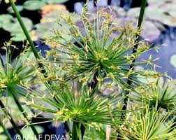Image result for Cyperus fischerianus
