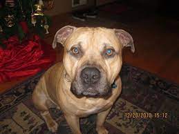 The pit bull and mastiff combination yield a hybrid mix that is gentle and affectionate to its family. Pitbull Mastiff Mix 15 Important Facts About These Gentle Giant Dog
