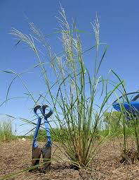 Image result for Leptochloa obtusiflora