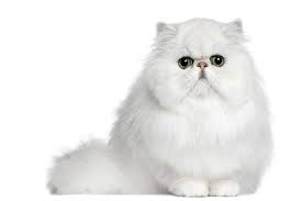 400+ vectors, stock photos & psd files. What You Must Know About Flat Faced Cats Brachycephalic Cats Catster
