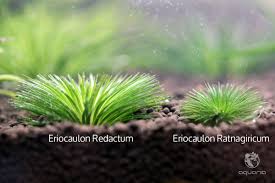 Image result for Eriocaulon