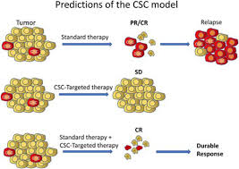 Whatsapp won't allow users to read or send messages if they reject new privacy rules. Two Cancer Stem Cell Targeted Therapies In Clinical Trials As Viewed From The Standpoint Of The Cancer Stem Cell Model Stem Cells Translational Medicine X Mol