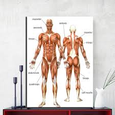 Use your back muscles to draw the weight up to touch your chest while keeping your elbows tucked in close to your body. On White Background Wall Decal Labeled Anatomy Chart Of Male Lower Back Muscles 10x10 Charts Posters Science Education Ghoomtaaina In