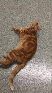 Countryside Veterinary Medical Group Veterinarian Queensbury New York 579 Photos Facebook