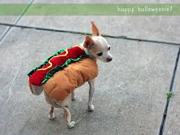 Chihuahua Hot Dog Happy Halloweenie I Love Dogs Animals Friends Animal Bites
