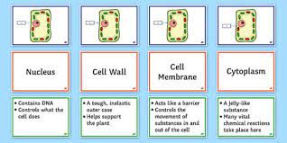 Check spelling or type a new query. Ks3 Plant Cell Structure And Function Faf Activity Plant Cell Structure Cell Structure Plant Cell